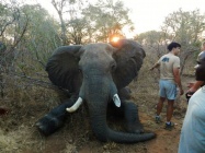 Going down on his chest can be a good thing as it reduces the chances of him falling onto his trunk & cutting off his air supply!